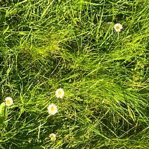 Meet your Posher, Violet